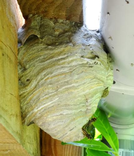 Dolichovespula media